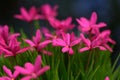 Summerstar Rhodoxis Fairy Tale, rose-red flowers with a yellow centre